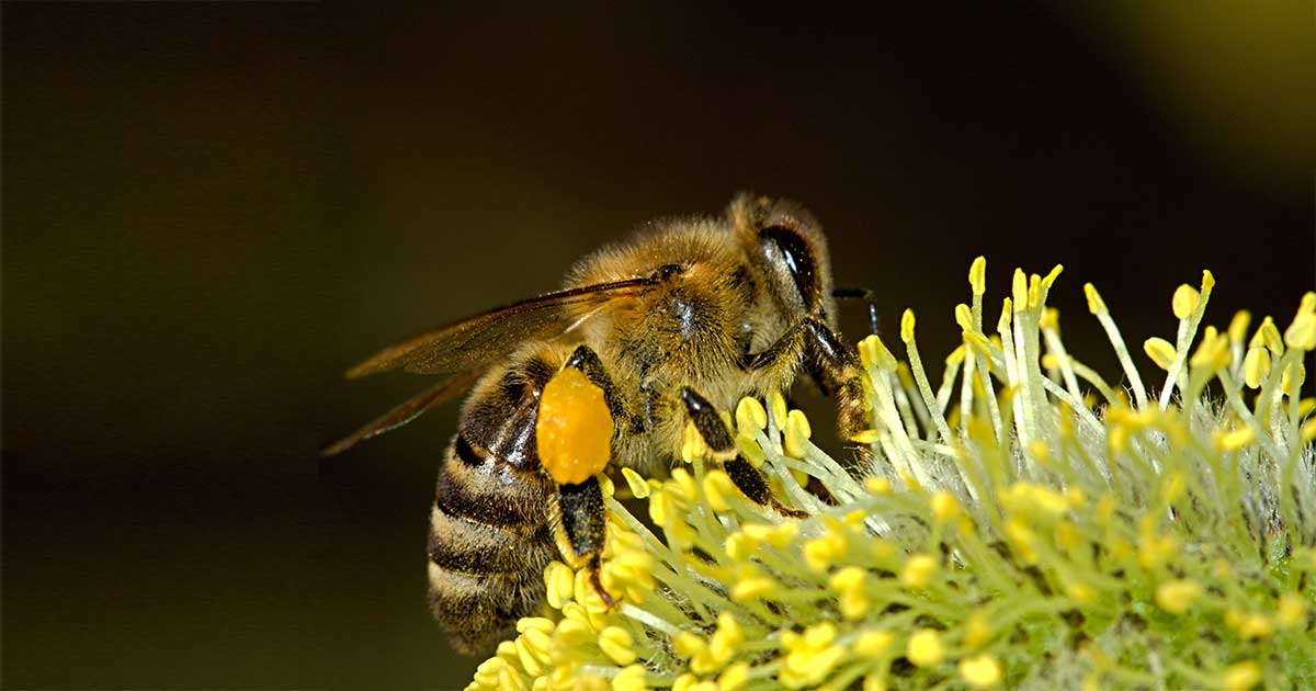 Méhek világnapja egy nap a évben, amikor a méhekre szegeződik a figyelem.